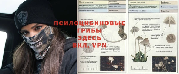 прущие грибы Вязьма